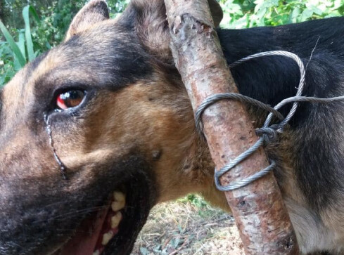 Rozpoznajecie psa? Policja szuka tego kto skazał go na okrutną śmie - grafika