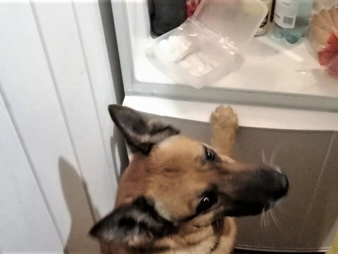 Suczka Jafa znalazła 140 gramów amfetaminy w lodówce  - grafika