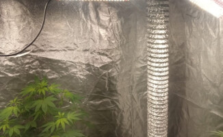 Mieli łagodzić awanturę, a odkryli plantację konopi