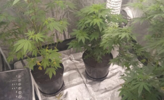 Mieli łagodzić awanturę, a odkryli plantację konopi