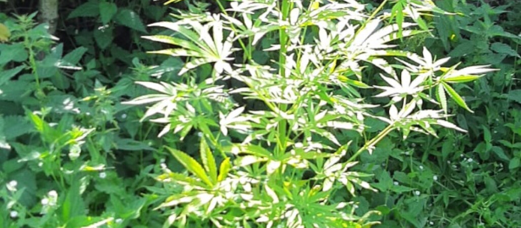 Narkotyki o czarnorynkowej wartości niemal miliona złotych przechwycili policjanci