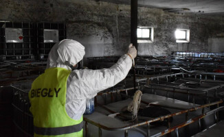 Martwe świnie i 105 ton niebezpiecznych odpadów w gospodarstwie pod Piłą 