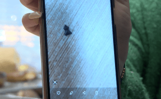 Ktoś strzela do kotów w Pile