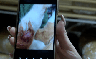 Ktoś strzela do kotów w Pile