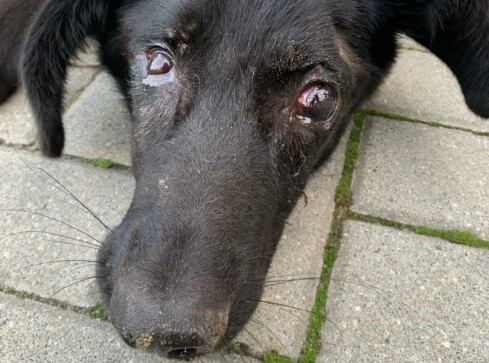 Strzelał do psa z wiatrówki. Zwierzę ma w ciele ponad 50 pocisków - grafika