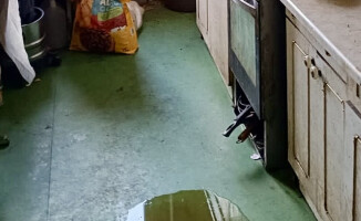 Zostawił 7 psów i wyjechał zagranicę. Usłyszał wyrok 