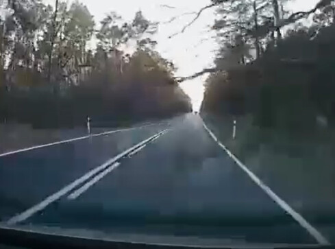 Na jadące auto spadło drzewo [FILM] - grafika