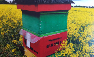 Złodziej ukradł 13 uli wraz z pszczołami. Policja go szuka