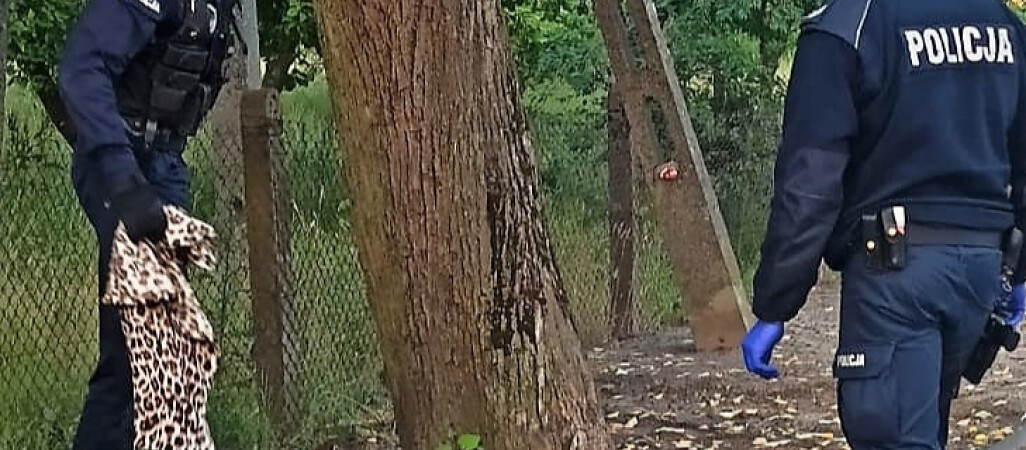 Jak policjanci pomogli uwięzionej sarnie