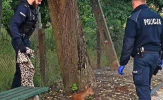 Jak policjanci pomogli uwięzionej sarnie