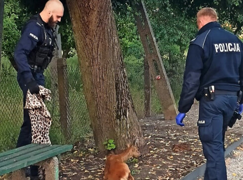 Jak policjanci pomogli uwięzionej sarnie - grafika