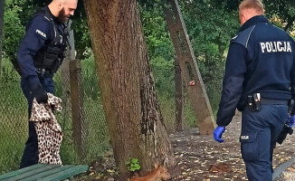 Jak policjanci pomogli uwięzionej sarnie