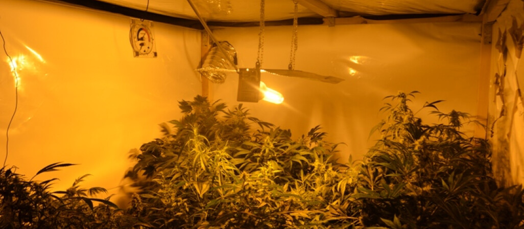 50 krzaków konopii indyjskich w mieszkaniu