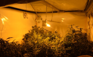 50 krzaków konopii indyjskich w mieszkaniu