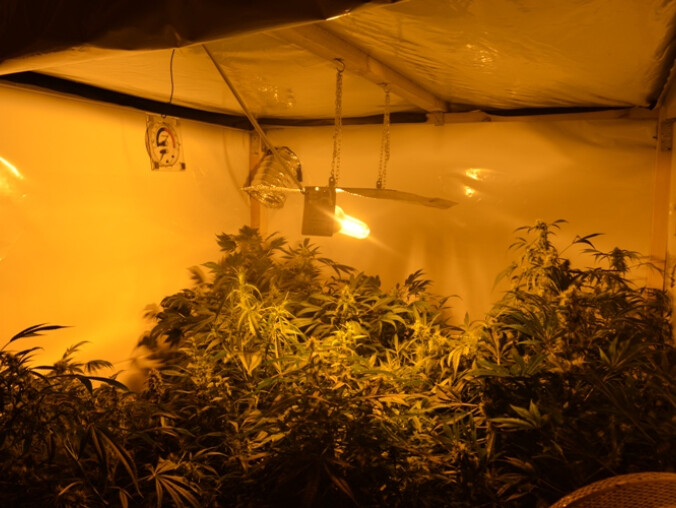 50 krzaków konopii indyjskich w mieszkaniu  - grafika