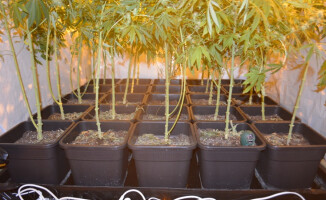 50 krzaków konopii indyjskich w mieszkaniu