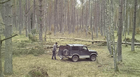 Ktoś ukradł buraki... żubrom [AKTUALIZACJA] - grafika