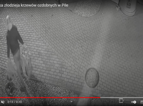 Ukradł 48 ozdobnych krzewów. Szuka go policja - VIDEO  - grafika