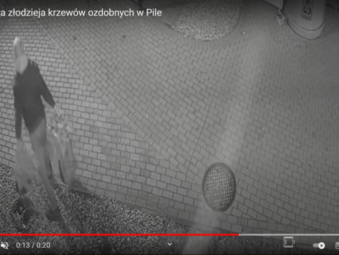 Ukradł 48 ozdobnych krzewów. Szuka go policja - VIDEO  - grafika