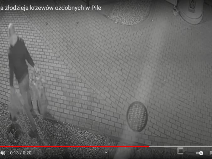 Ukradł 48 ozdobnych krzewów. Szuka go policja - VIDEO  - grafika
