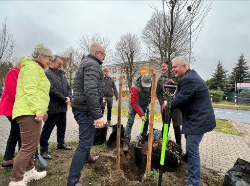 Posadzili graby przed budynkiem starostwa  - grafika