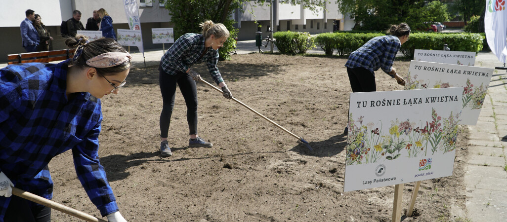 W Pile powstają łąki kwietne