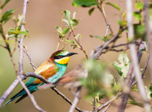 Zdarzyło się nad Gwdą – dyskretna ulotność krajobrazu - grafika