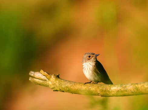 Wystawa fotografii na szkle. Ptaki Piotra Grzesia i krajobrazy Krzyszt - grafika