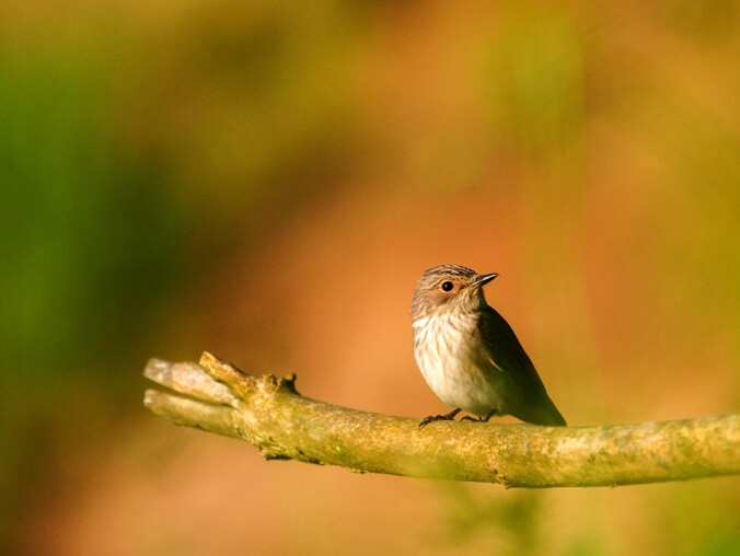 Wystawa fotografii na szkle. Ptaki Piotra Grzesia i krajobrazy Krzyszt - grafika