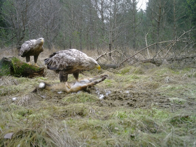 Bieliki podczas posiłku. Drapieżniki w fotopułapce  - grafika