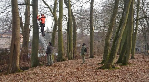 Budki lęgowe dla wróbli i sikorek w Pile. Są też schrony dla nieto - grafika