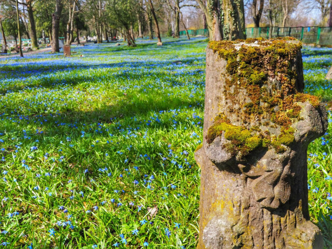 Białe i niebieskie łąki na wiosnę [ZDJĘCIA] - grafika