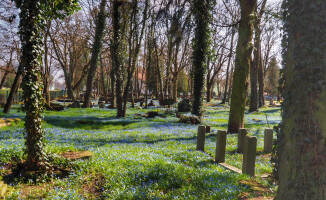 Białe i niebieskie łąki na wiosnę [ZDJĘCIA]