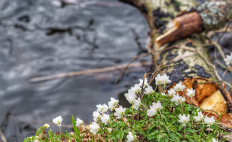 Białe i niebieskie łąki na wiosnę [ZDJĘCIA]