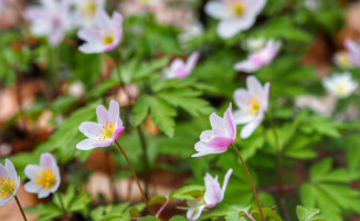 Białe i niebieskie łąki na wiosnę [ZDJĘCIA]