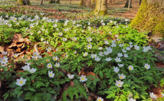 Białe i niebieskie łąki na wiosnę [ZDJĘCIA]