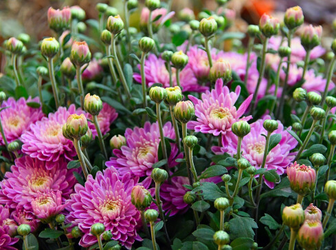 Targ chryzantemowy w Pile. Pomóżmy branży kwiatowej! - grafika