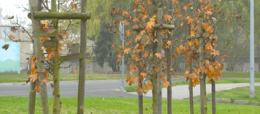 Trzcianka sadzi drzewa