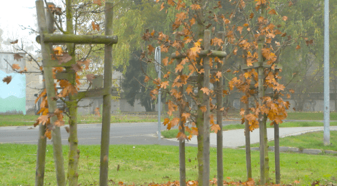 Trzcianka sadzi drzewa - grafika