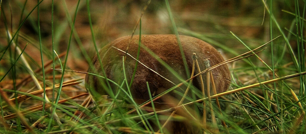 Trwa sezon grzybowy