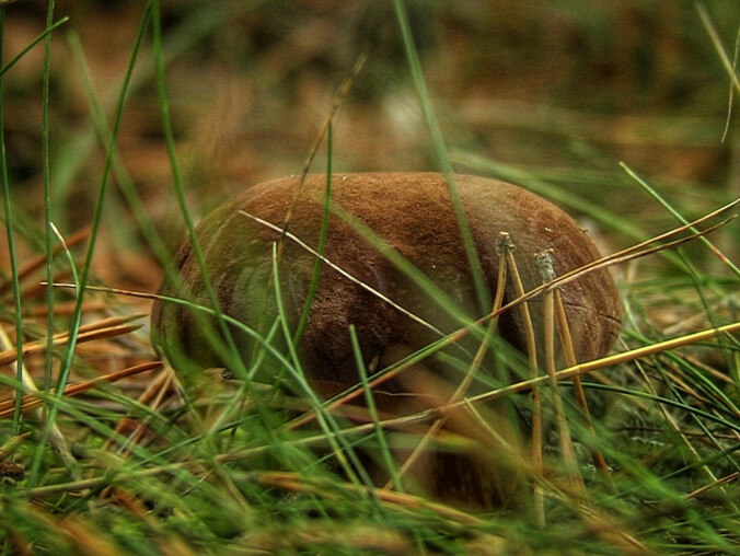 Trwa sezon grzybowy  - grafika