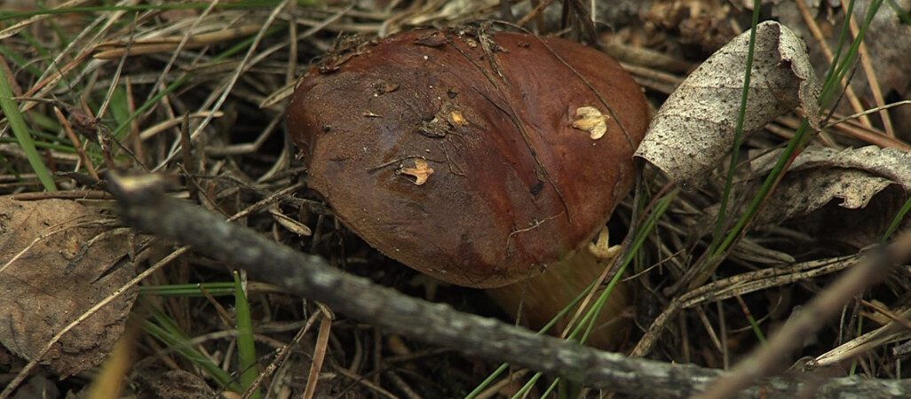 Sezon grzybowy w pełni. Niestety grzybiarze zostawiają po sobie hałdy śmieci