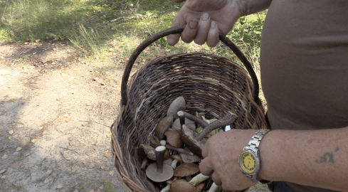 Czas na grzyby  - grafika