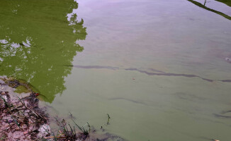 "Katastrofa ekologiczna" - alarmuje dr Paweł M. Owsianny