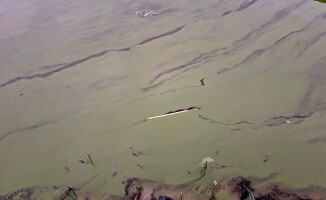 "Katastrofa ekologiczna" - alarmuje dr Paweł M. Owsianny