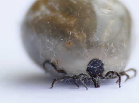 Uwaga na kleszcze!  - grafika