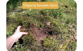 Jak zrobić... kupę w lesie. Leśnicy instruują 