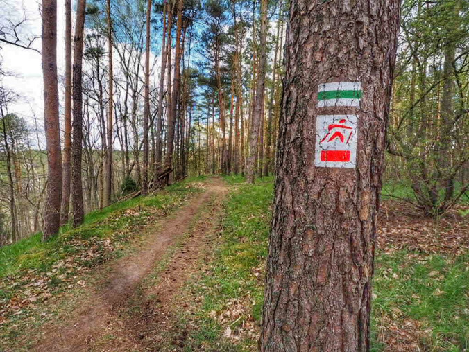 Wzrasta zagrożenie pożarowe w lasach - grafika