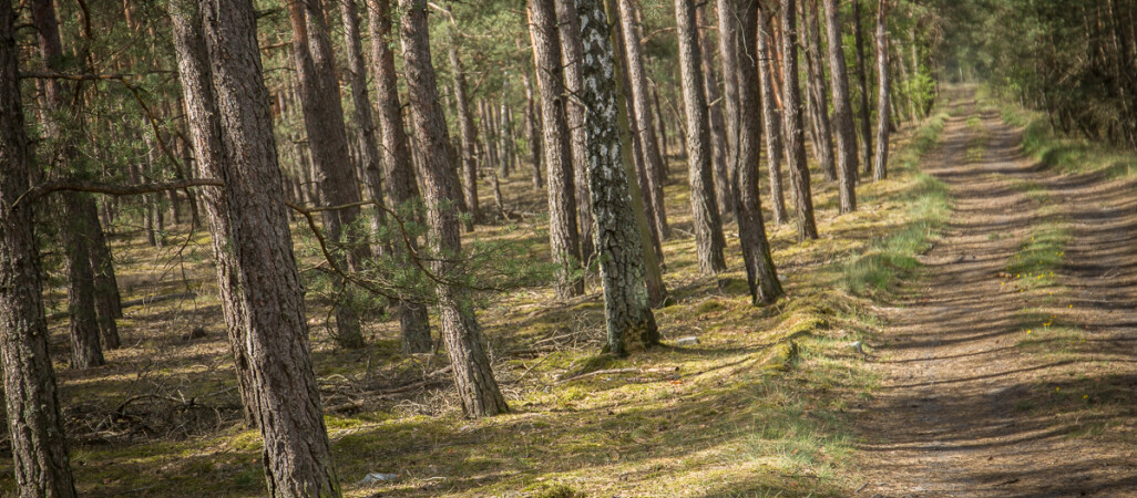 Zakaz wstępu do lasów. Powodem koronawirus