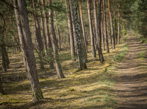 Zakaz wstępu do lasów. Powodem koronawirus - grafika